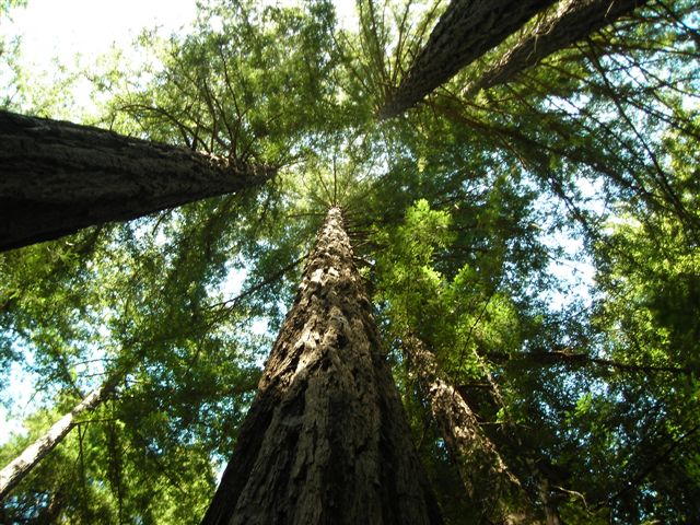 An Amazing Redwood Forest.JPG